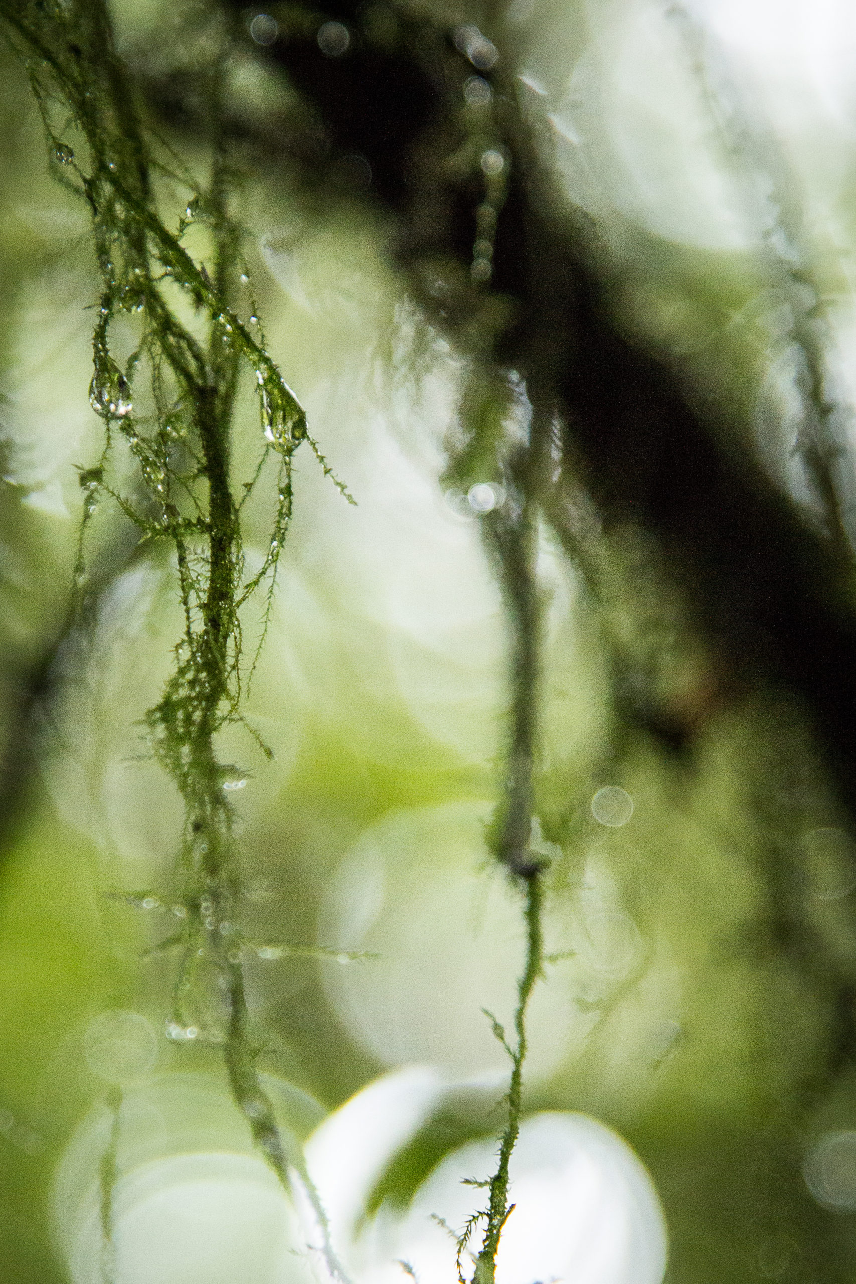 Macro shot of lichen