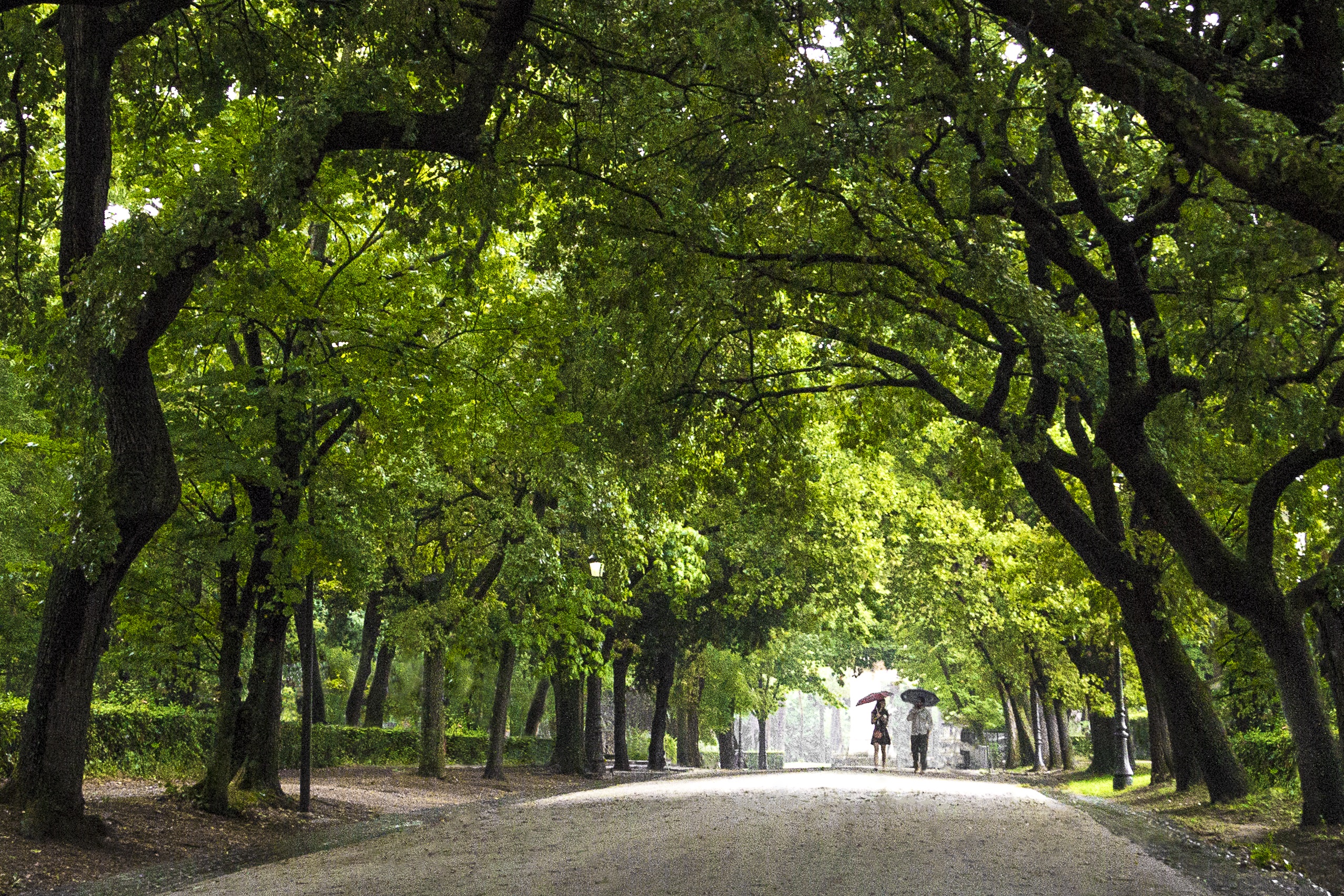 a pair walking down a tree-covered lane